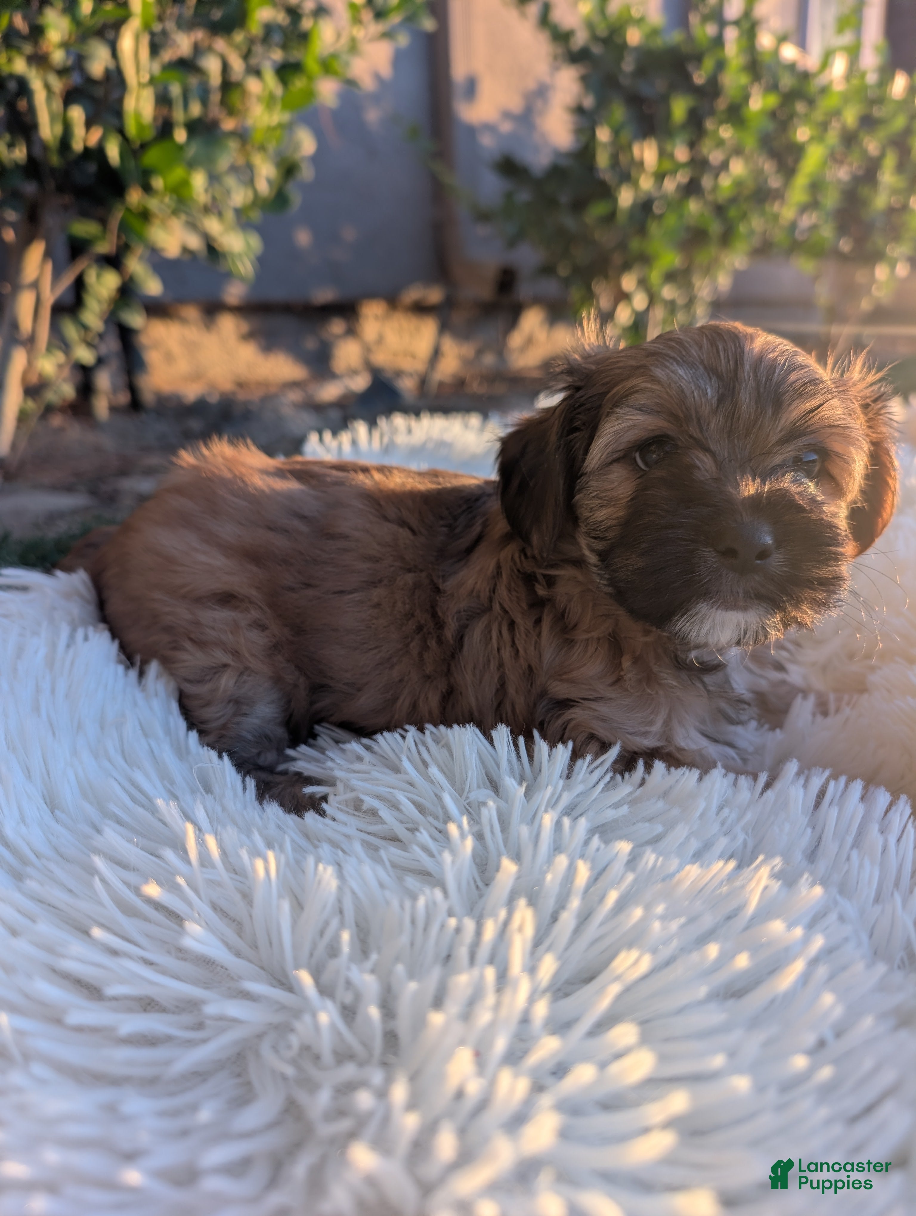 Mixed Breed dogs Mixed Breed 8 - Ad 31