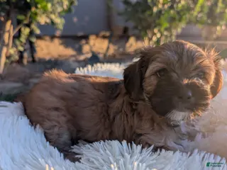 Mixed Breed dogs Mixed Breed 8 - Ad 31