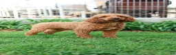 Cavapoo dogs for sale: Kathy - Ad 11