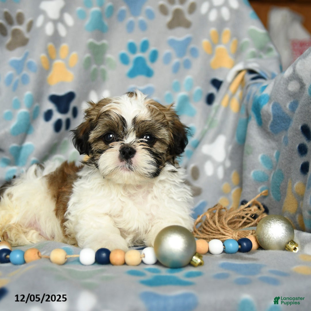 Shih Tzu dogs for sale: Jolly - Ad 4