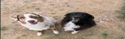 Australian Shepherd dogs for sale: Hank jr. - Ad 10