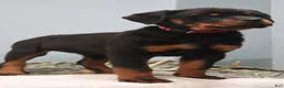 Rottweiler dogs for sale: Aubrey - Ad 3