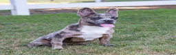 French Bulldog dogs for sale:  Ferrari  - Ad 1