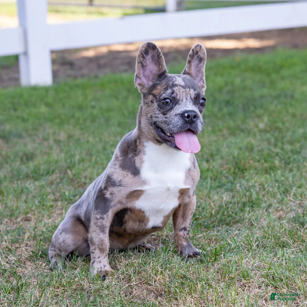 French Bulldog dogs for sale:  Ferrari  - Ad 1