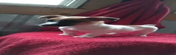 Jack Russell Terrier dogs for sale: Freddy - Ad 2