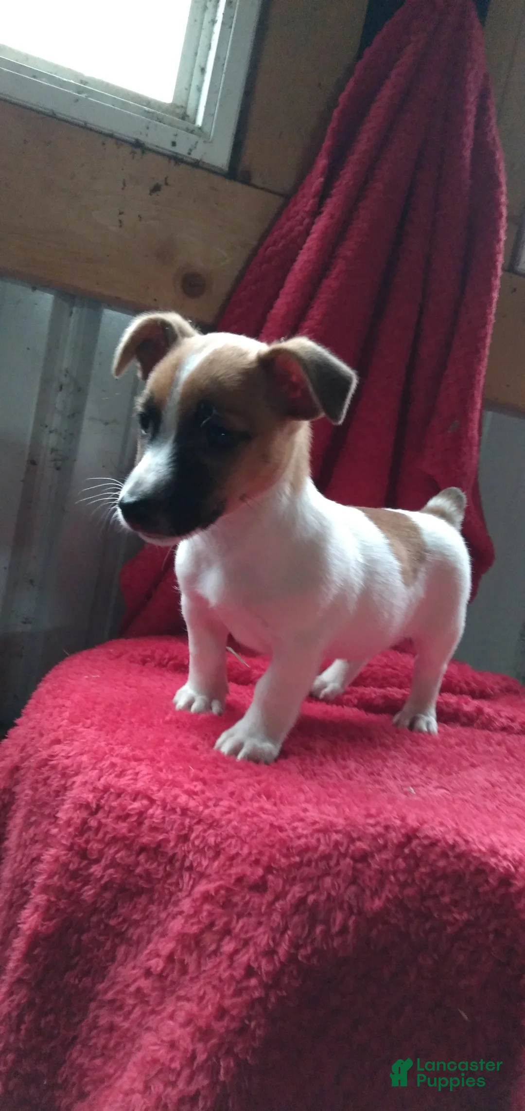 Jack Russell Terrier dogs for sale: Freddy - Ad 2