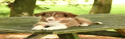 Border Collie dogs for sale: Flora   - Ad 5