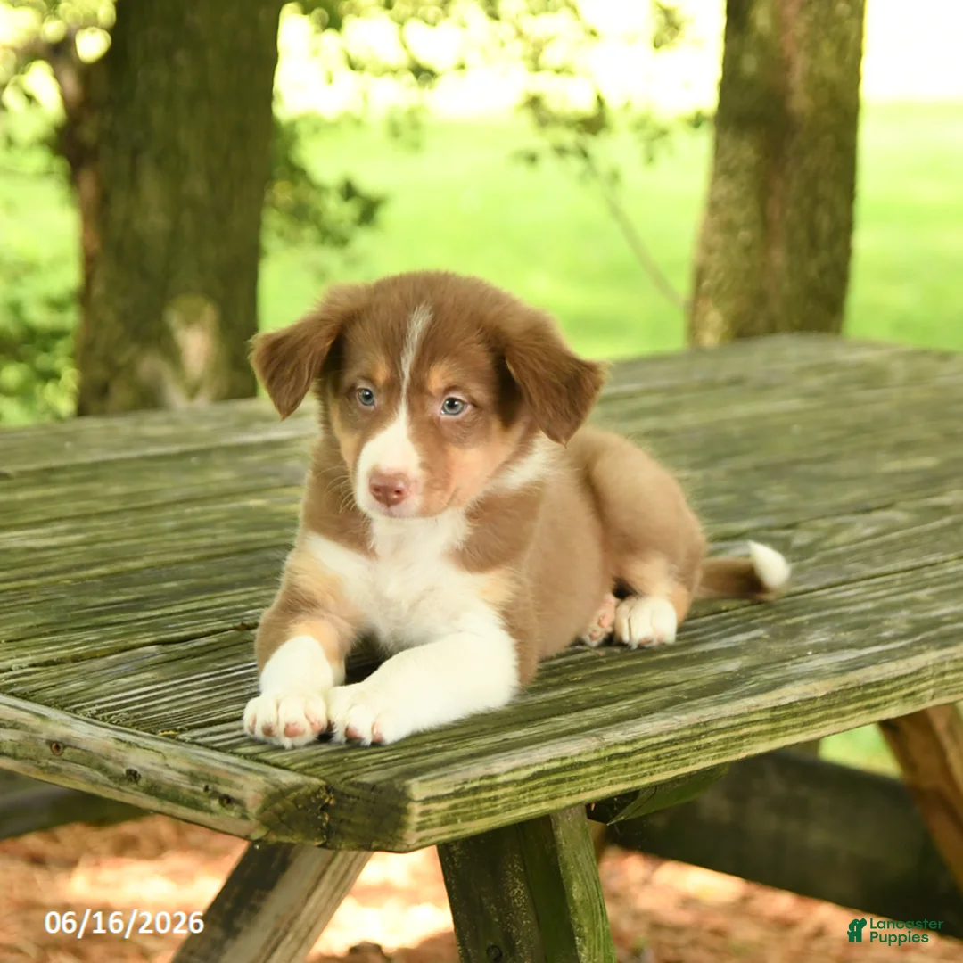 Border Collie dogs for sale: Flora   - Ad 5