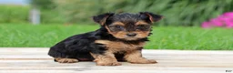 Yorkshire Terrier dogs for sale: Izzy - Ad 5