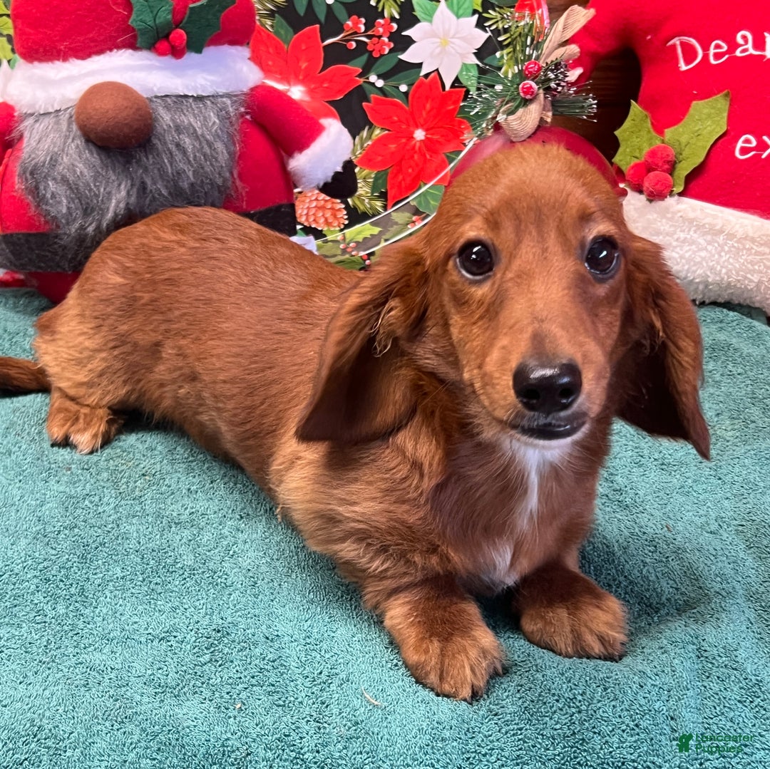 Dachshund dogs for sale: Ollie - Ad 3