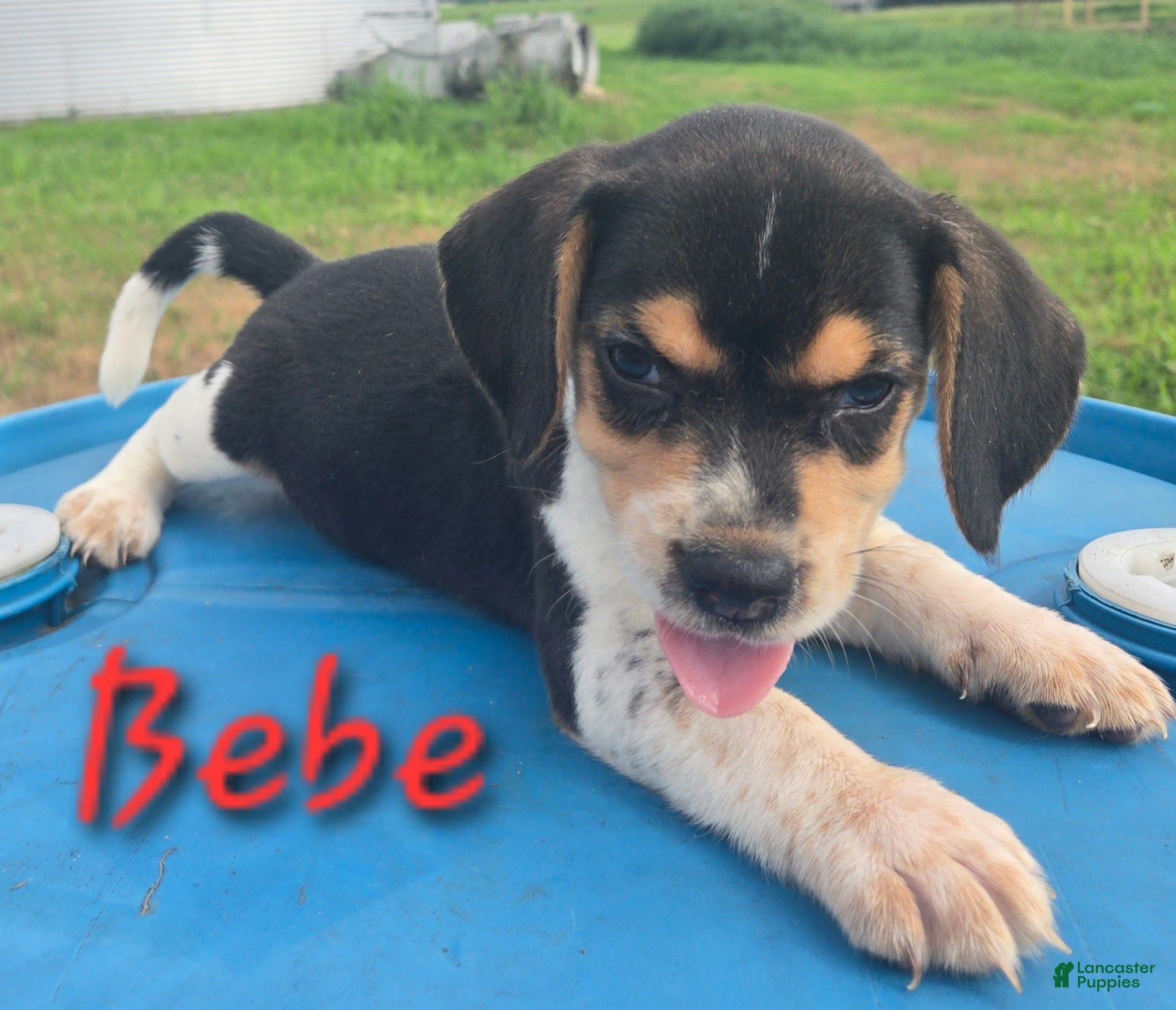 Beagle dogs for sale: BEBE - Ad 1