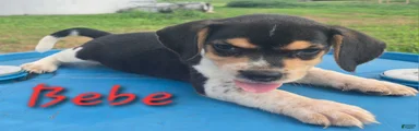 BEBE