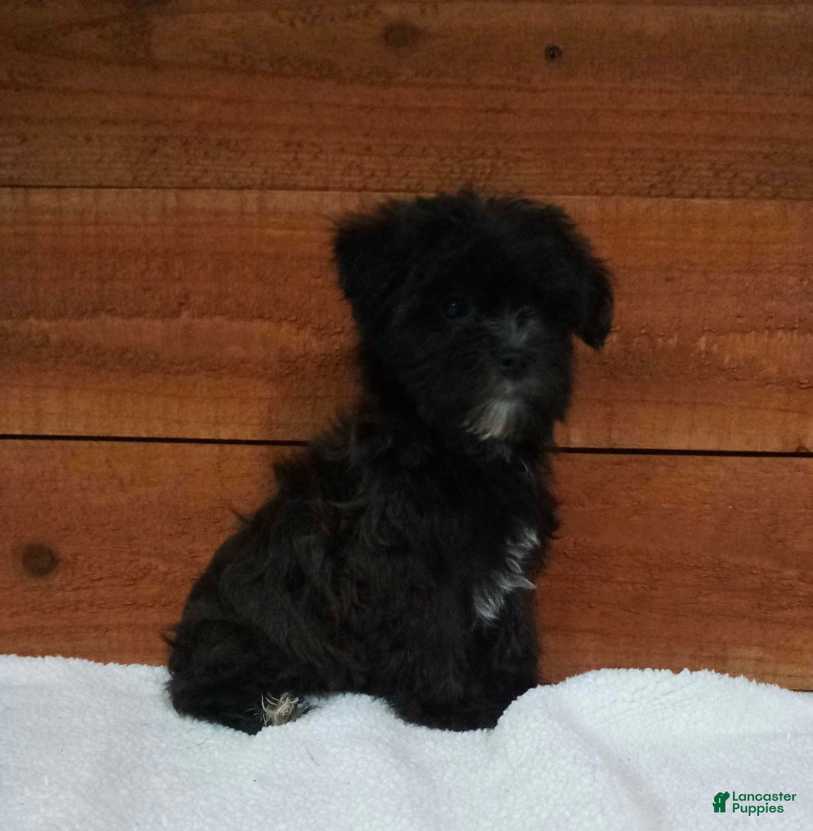 Morkie dogs for sale: Benji - Ad 1