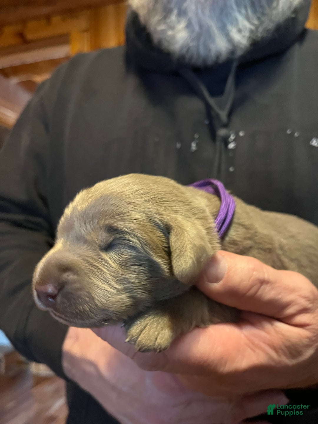 Labrador Retriever dogs for sale: Labrador Retriever Puppy 5 - Ad 1