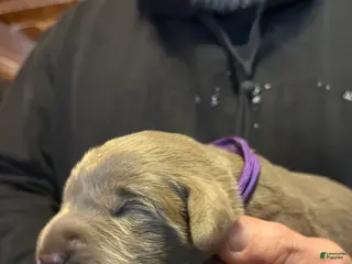 Labrador Retriever dogs Labrador Retriever Puppy 5 - Ad 40