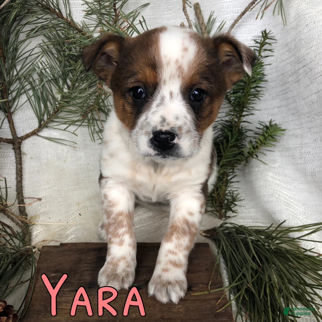 Mixed Breed dogs for sale: Mixed Breed Puppy 8 - Ad 1