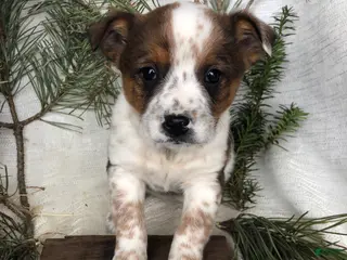 Mixed Breed dogs Mixed Breed Puppy 8 - Ad 11