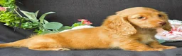 Miniature Dachshund dogs for sale: Diamond - Ad 2