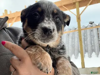 Australian Cattle Dog dogs Delilah - Ad 39