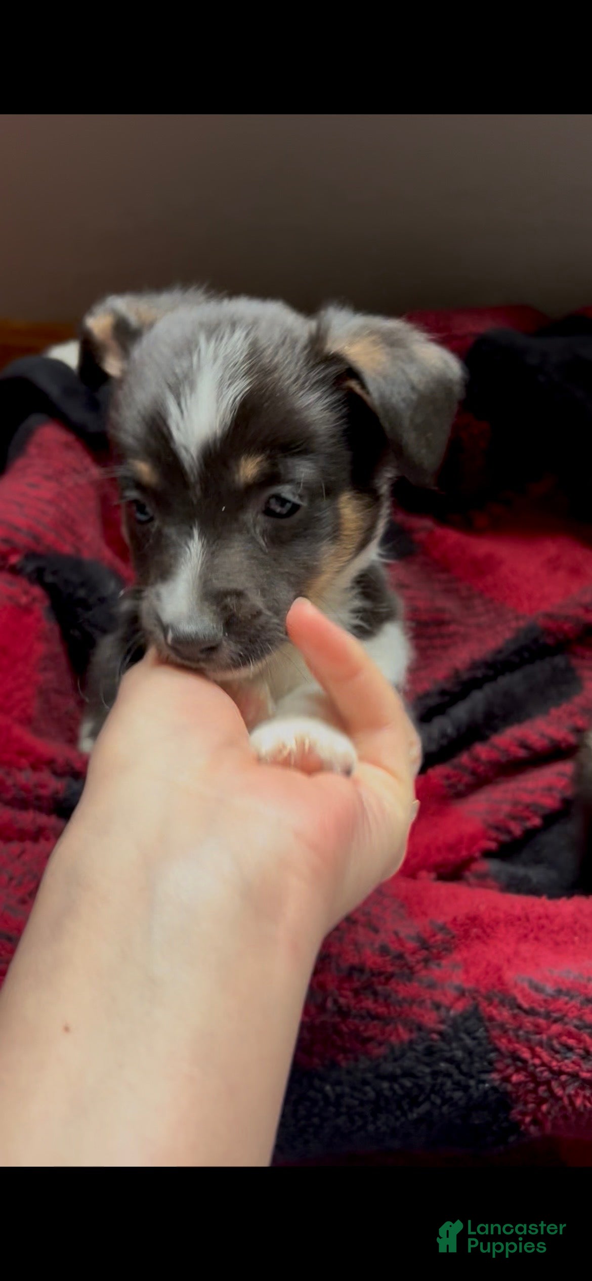 Mixed Breed dogs Rocky - Ad 39