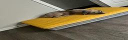 Cane Corso dogs for sale: Cane Corso 1 - Ad 3