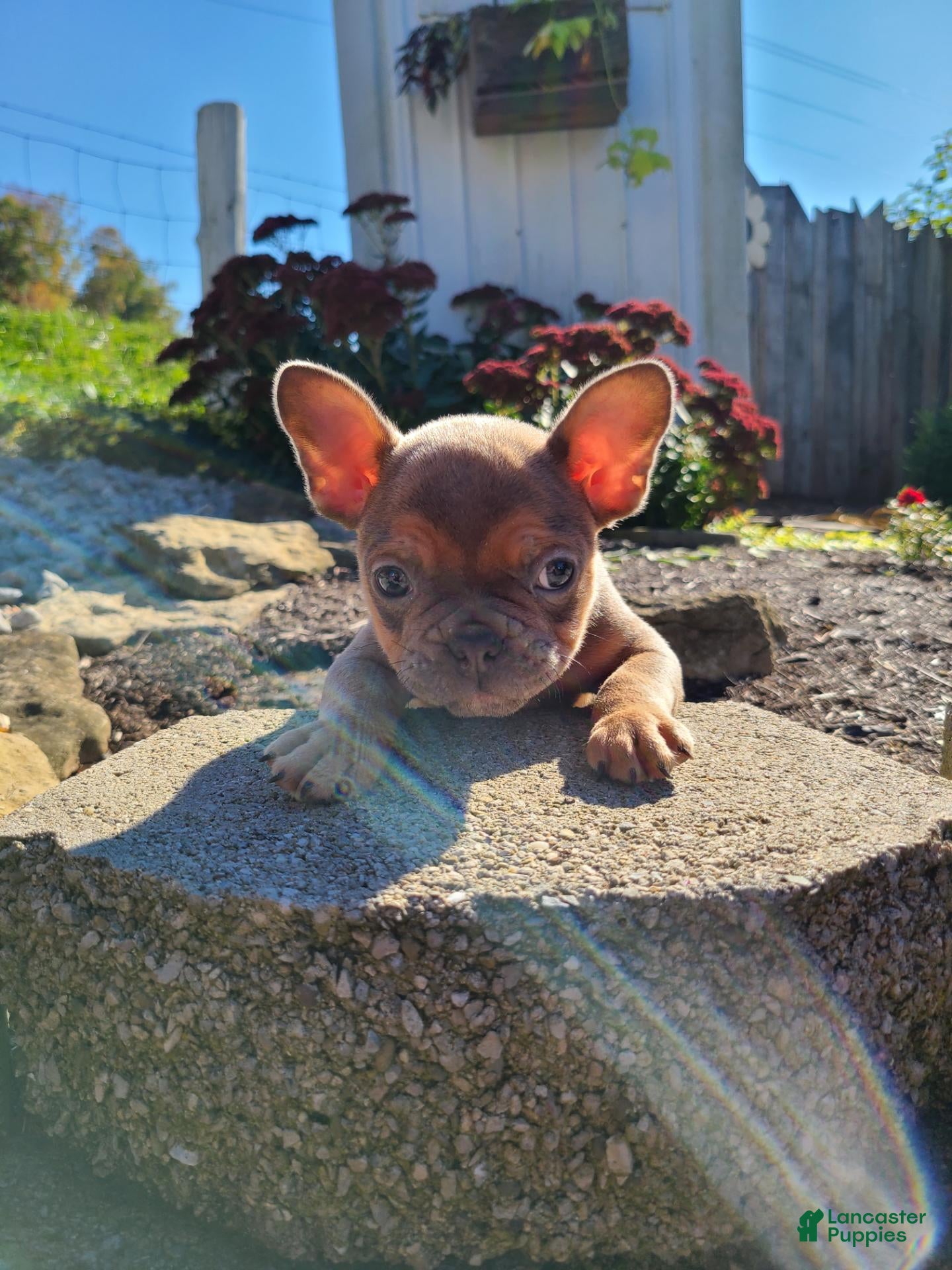 Frenchton dogs Jasper - Ad 2