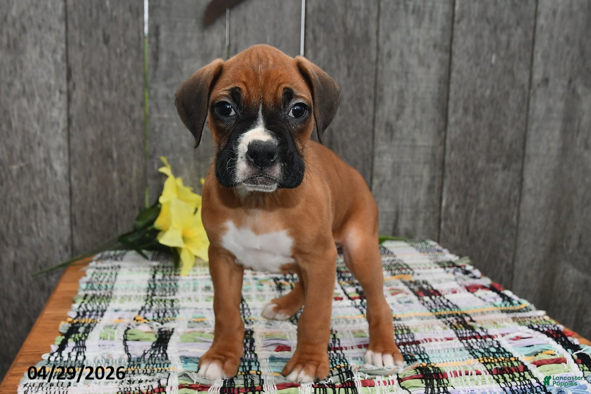 Boxer dogs Millie - Ad 1