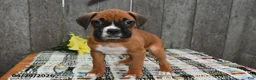 Boxer dogs for sale: Millie - Ad 1
