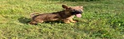 German Shepherd dogs for sale: German Shepherd Male #2 - Ad 1
