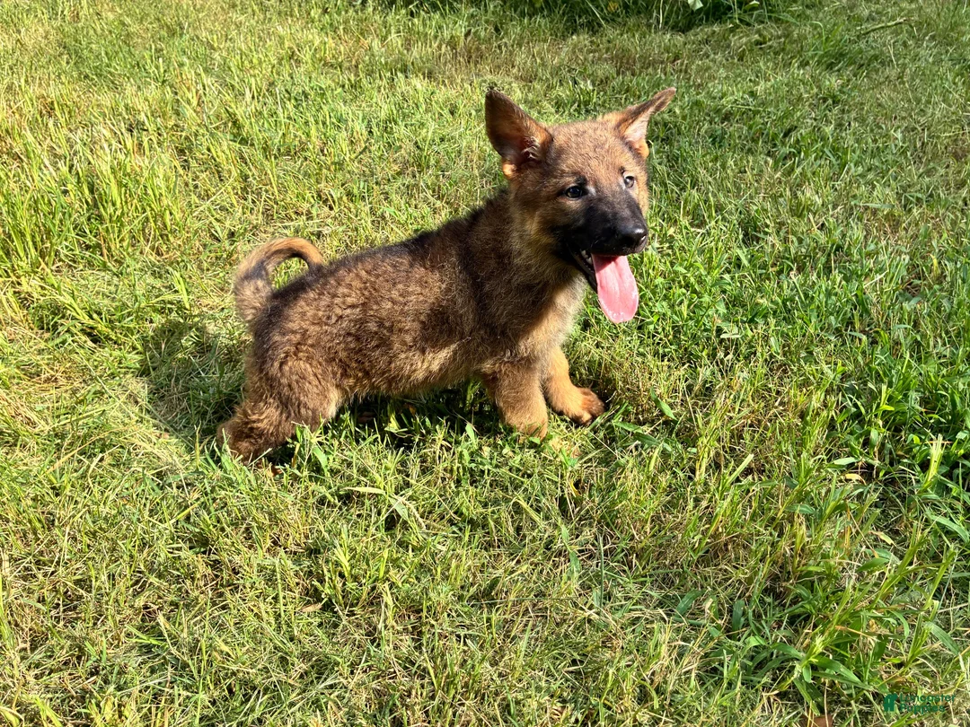 German Shepherd dogs for sale: German Shepherd Male #2 - Ad 1