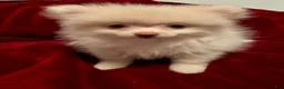 Pomeranian dogs for sale: Pomeranian 2 sherbet  - Ad 5