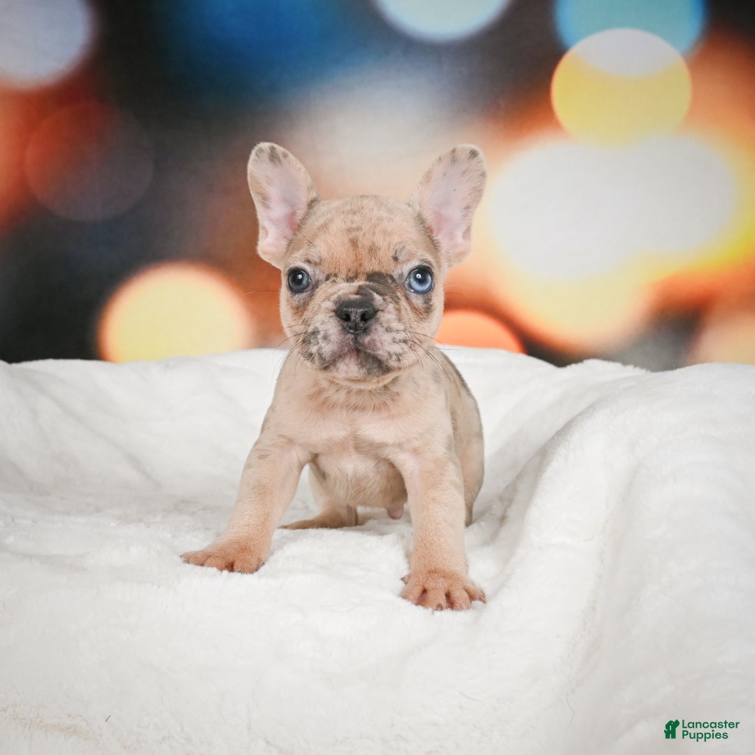 French Bulldog dogs for sale: Zeus - Ad 11