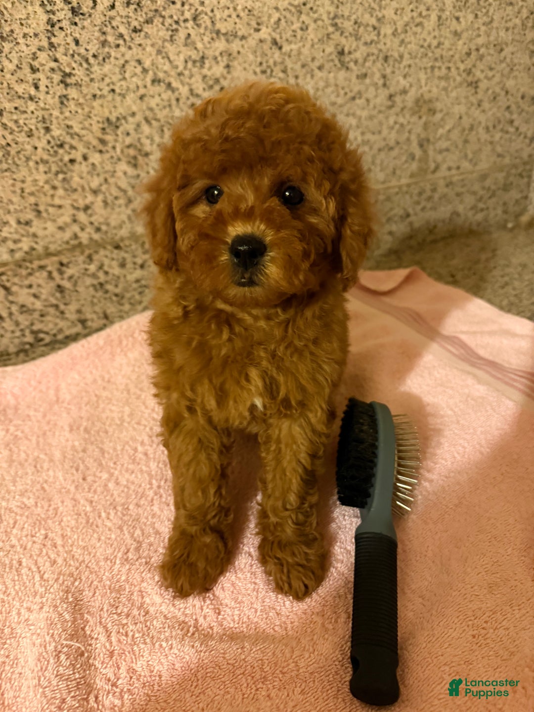 Mini Goldendoodle dogs for sale: Soto - Ad 1