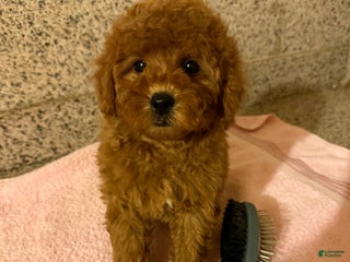 Mini Goldendoodle dogs for sale: Soto - Ad 4