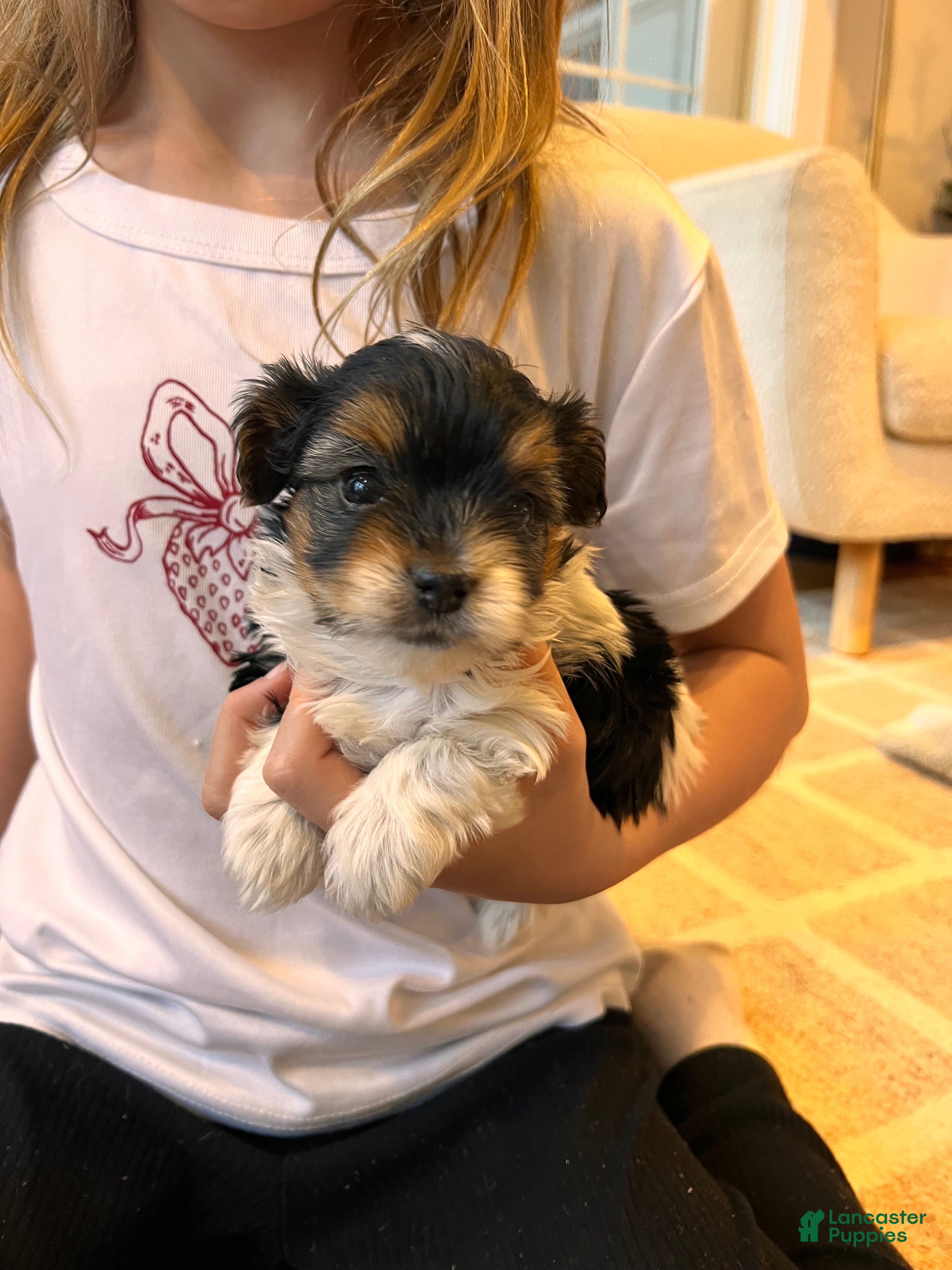 Morkie dogs Isla - Ad 1