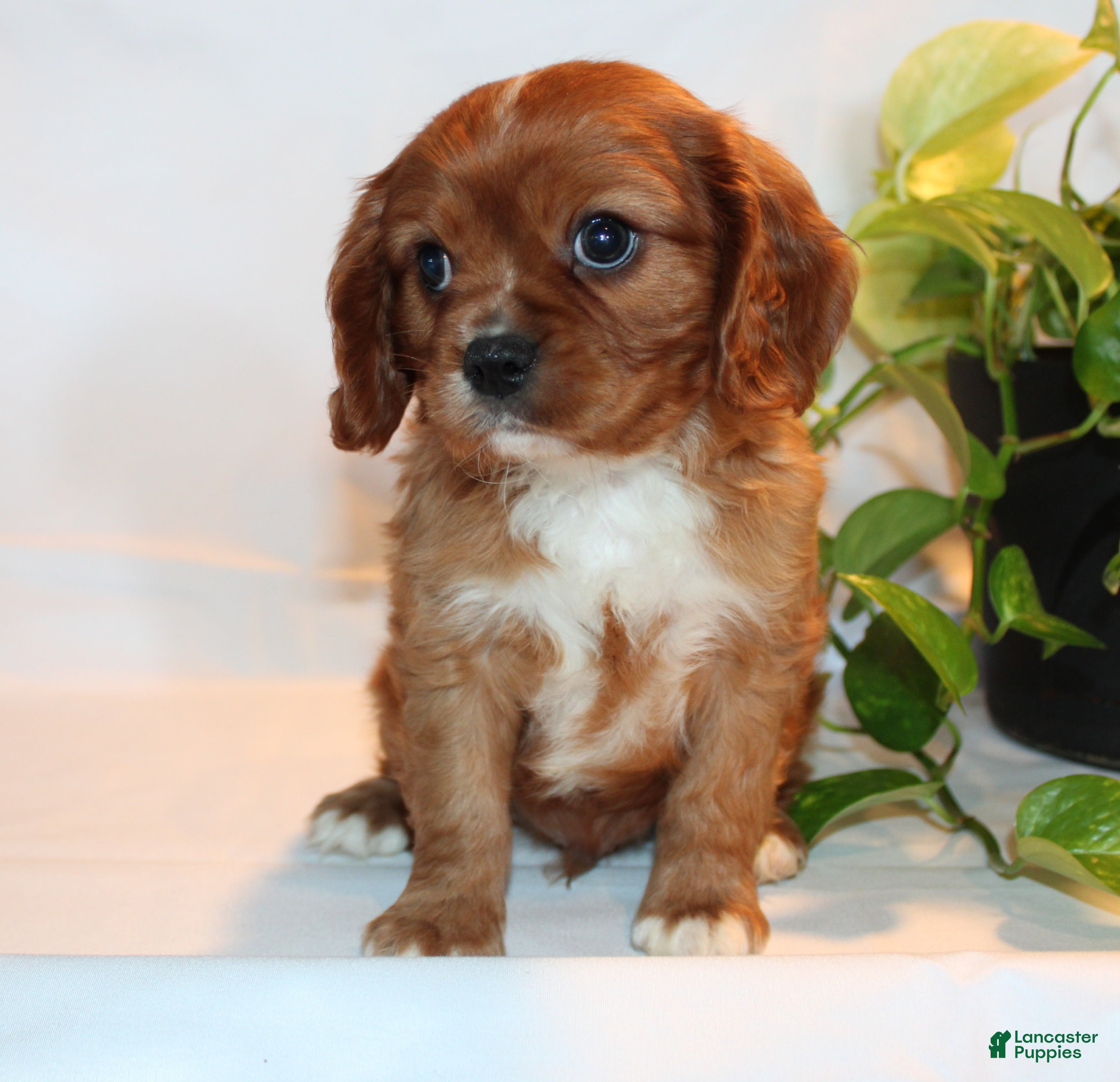 Cavalier King Charles Spaniel dogs Robo - Ad 2