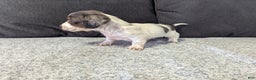 Miniature Dachshund dogs for sale: Luna - Ad 5