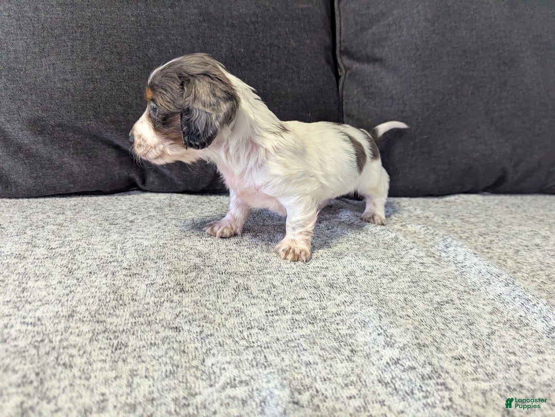 Miniature Dachshund dogs for sale: Luna - Ad 5