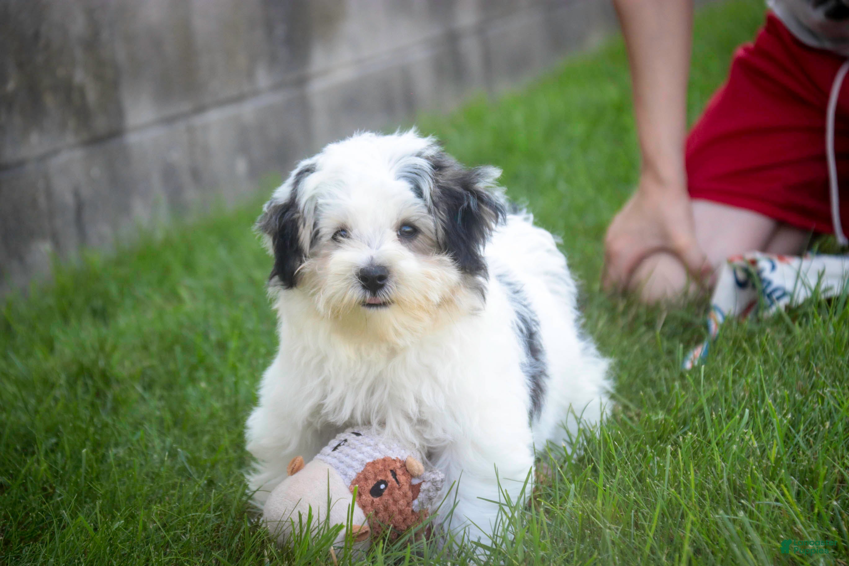 Havanese dogs Twila Havanese Puppy  - Ad 2