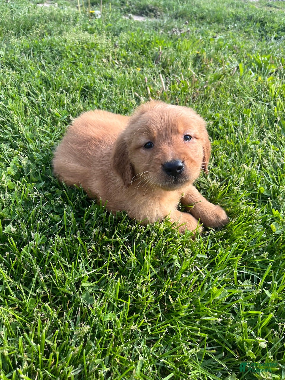 Golden Retriever dogs James - Ad 8