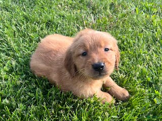 Golden Retriever dogs James - Ad 8