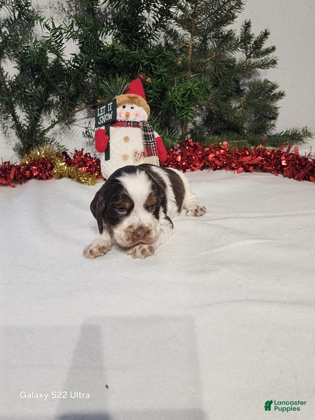 English Springer Spaniel dogs for sale: Myla  - Ad 2