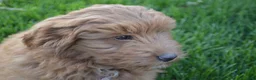 Mini Goldendoodle dogs for sale: Shaq - Ad 3