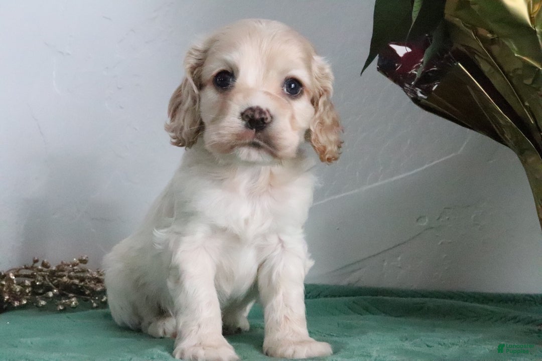 Cocker Spaniel dogs for sale: Kody - Ad 5