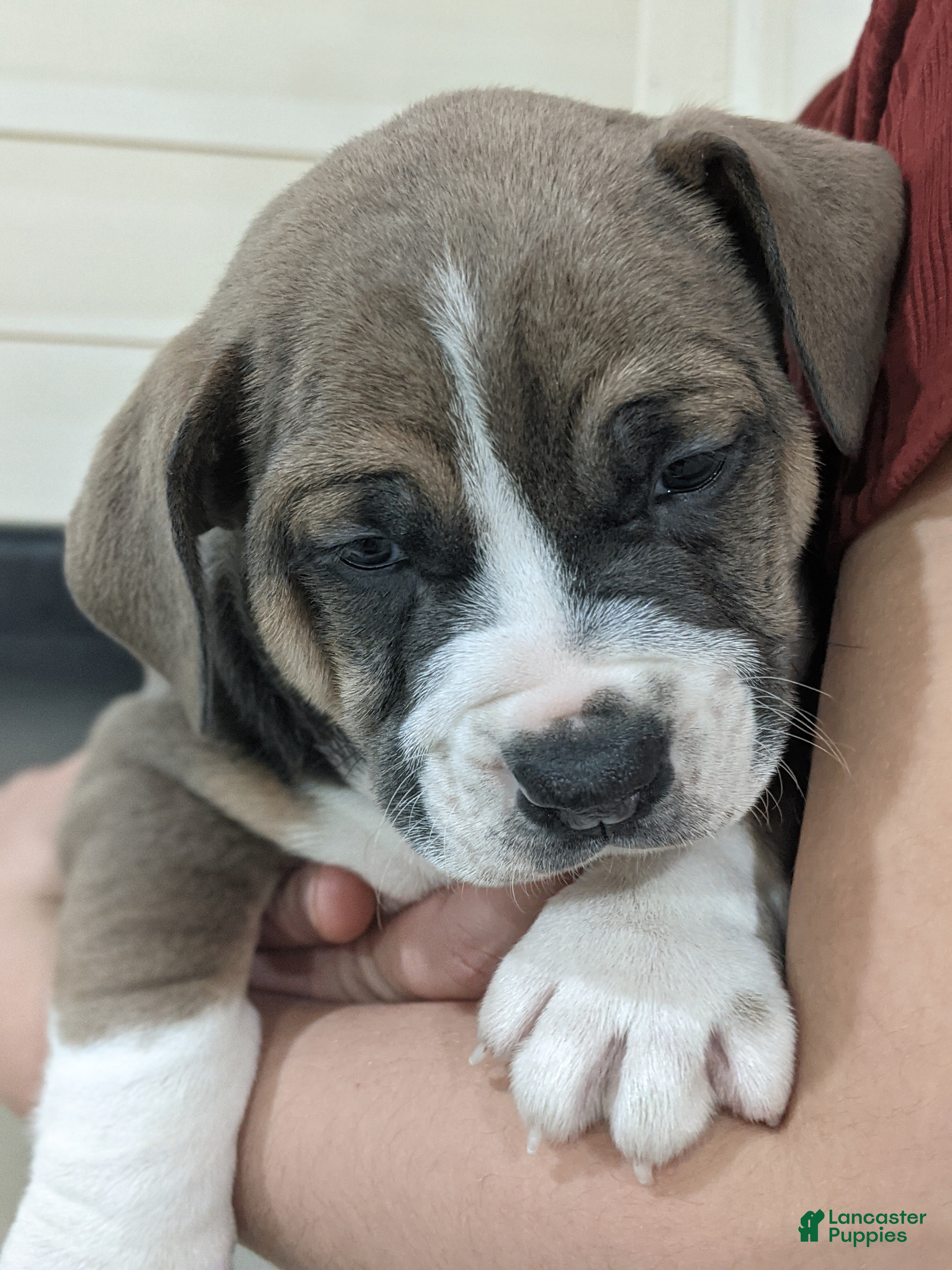 Mixed Breed dogs Carter - Ad 21