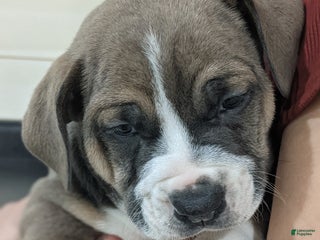 Mixed Breed dogs Carter - Ad 10