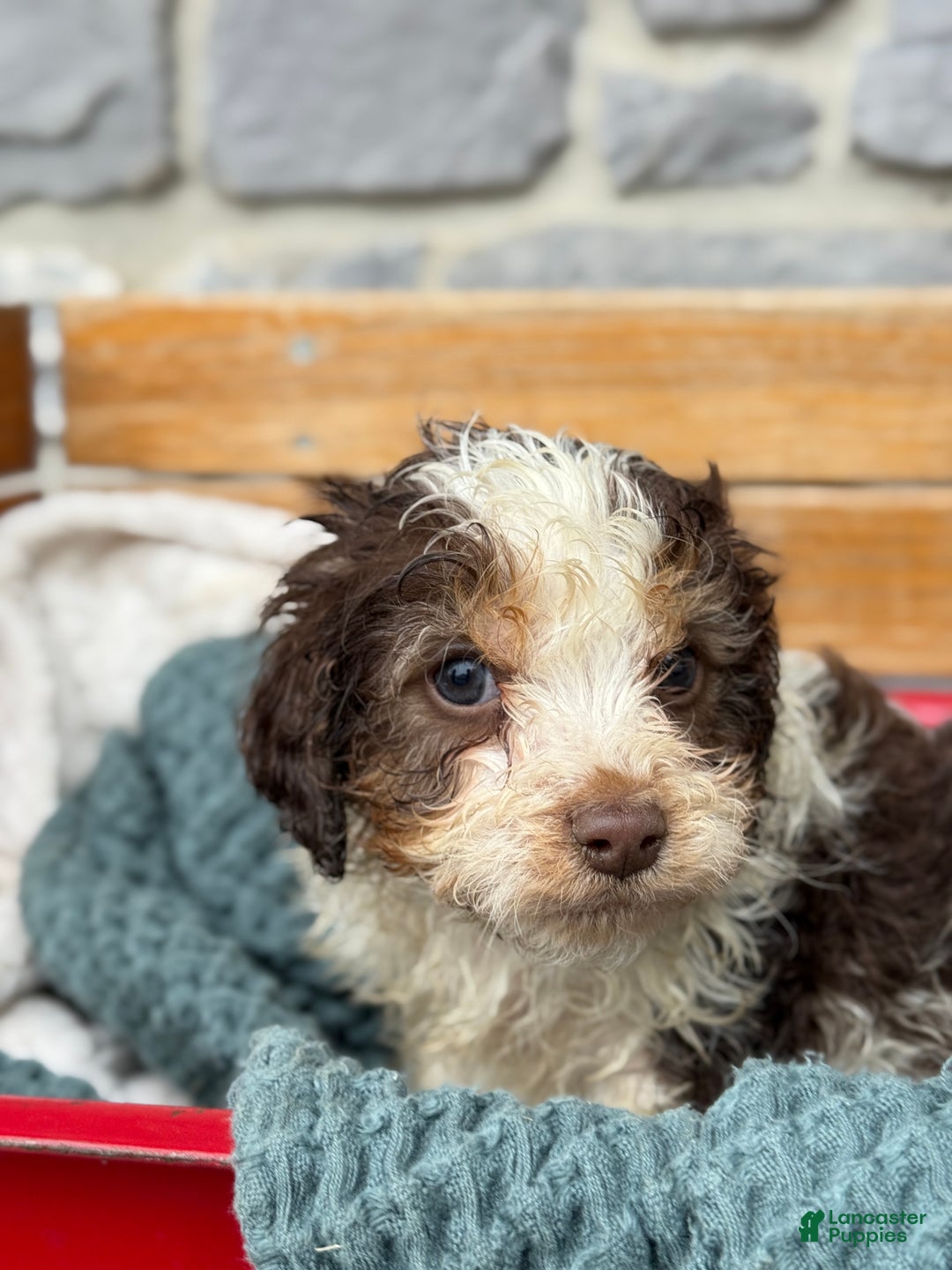 Cavapoo dogs for sale: Arlo - Ad 14