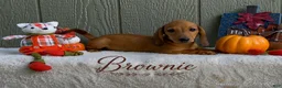 Miniature Dachshund dogs for sale: Brownie - Ad 4