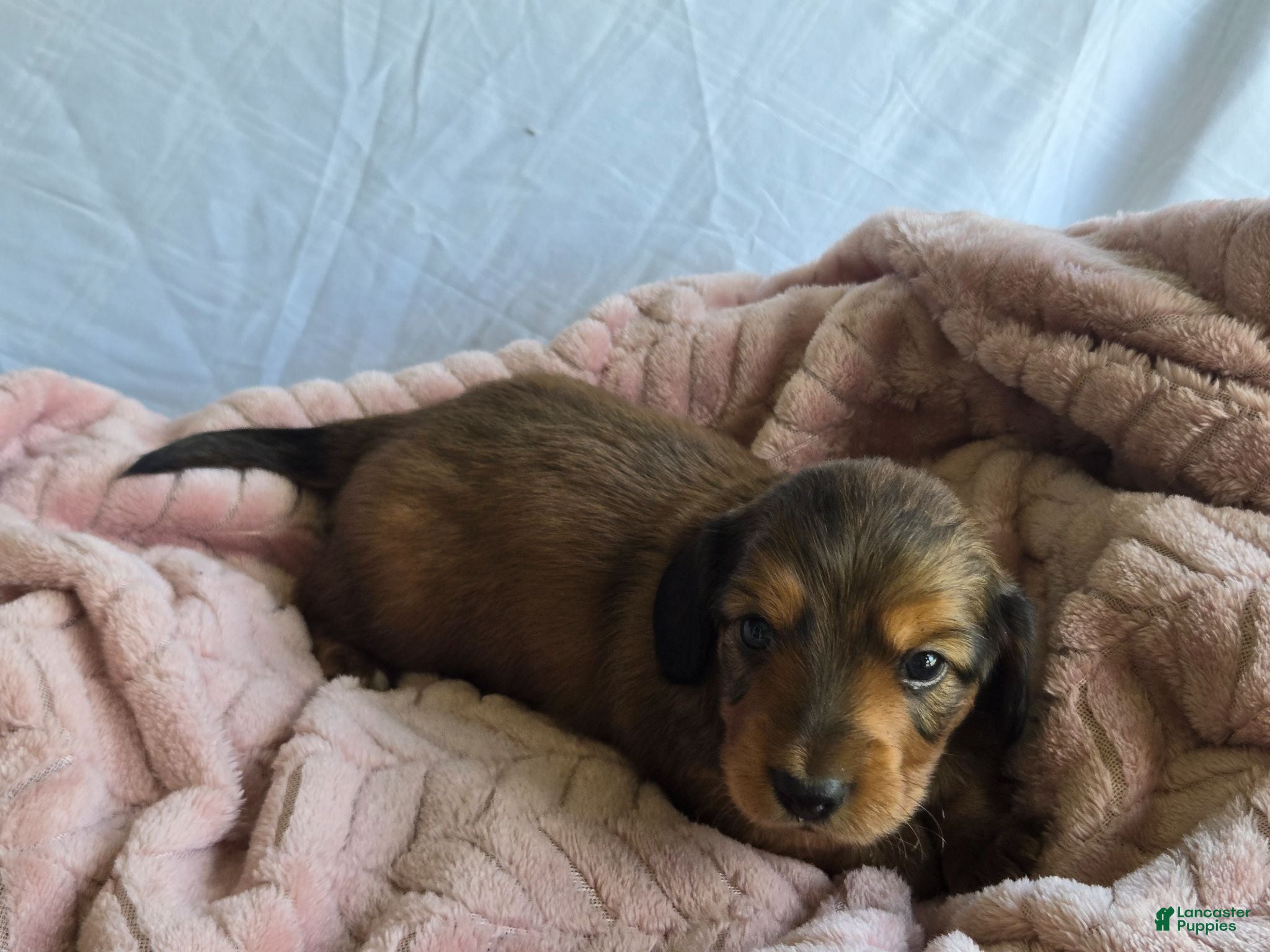 Miniature Dachshund dogs Oakley 🍁 - Ad 1