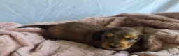 Miniature Dachshund dogs for sale: Oakley 🍁 - Ad 1